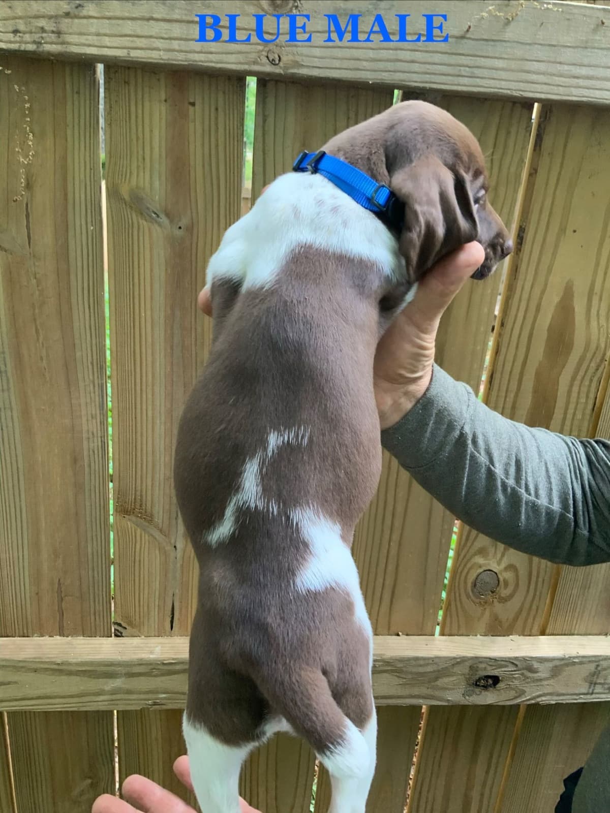 German Shorthaired Pointer Puppies breeder image 5