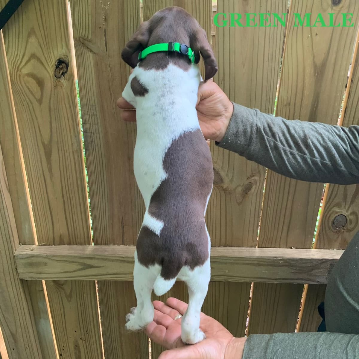 German Shorthaired Pointer Puppies breeder image 9
