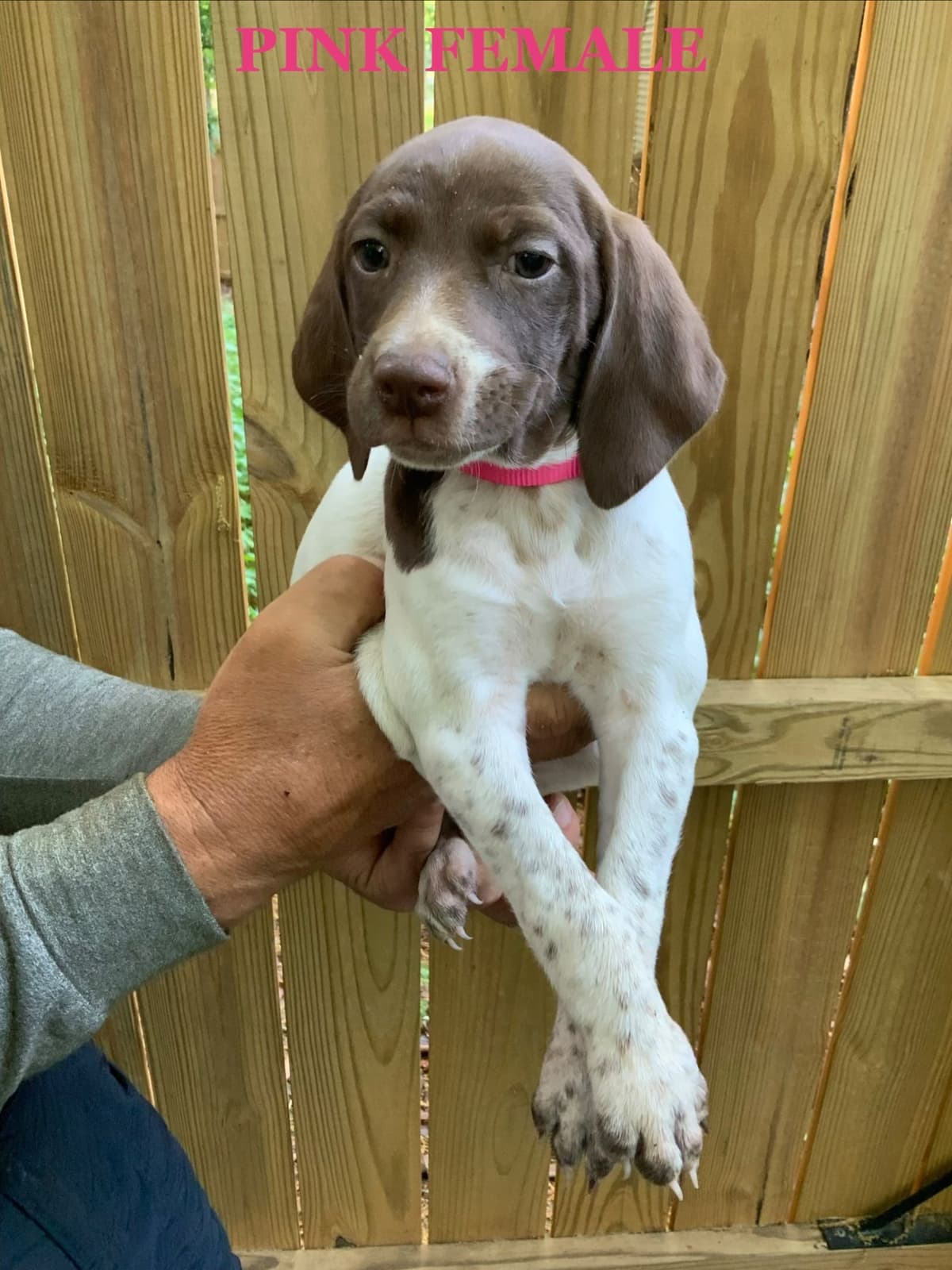 German Shorthaired Pointer Puppies breeder image 16