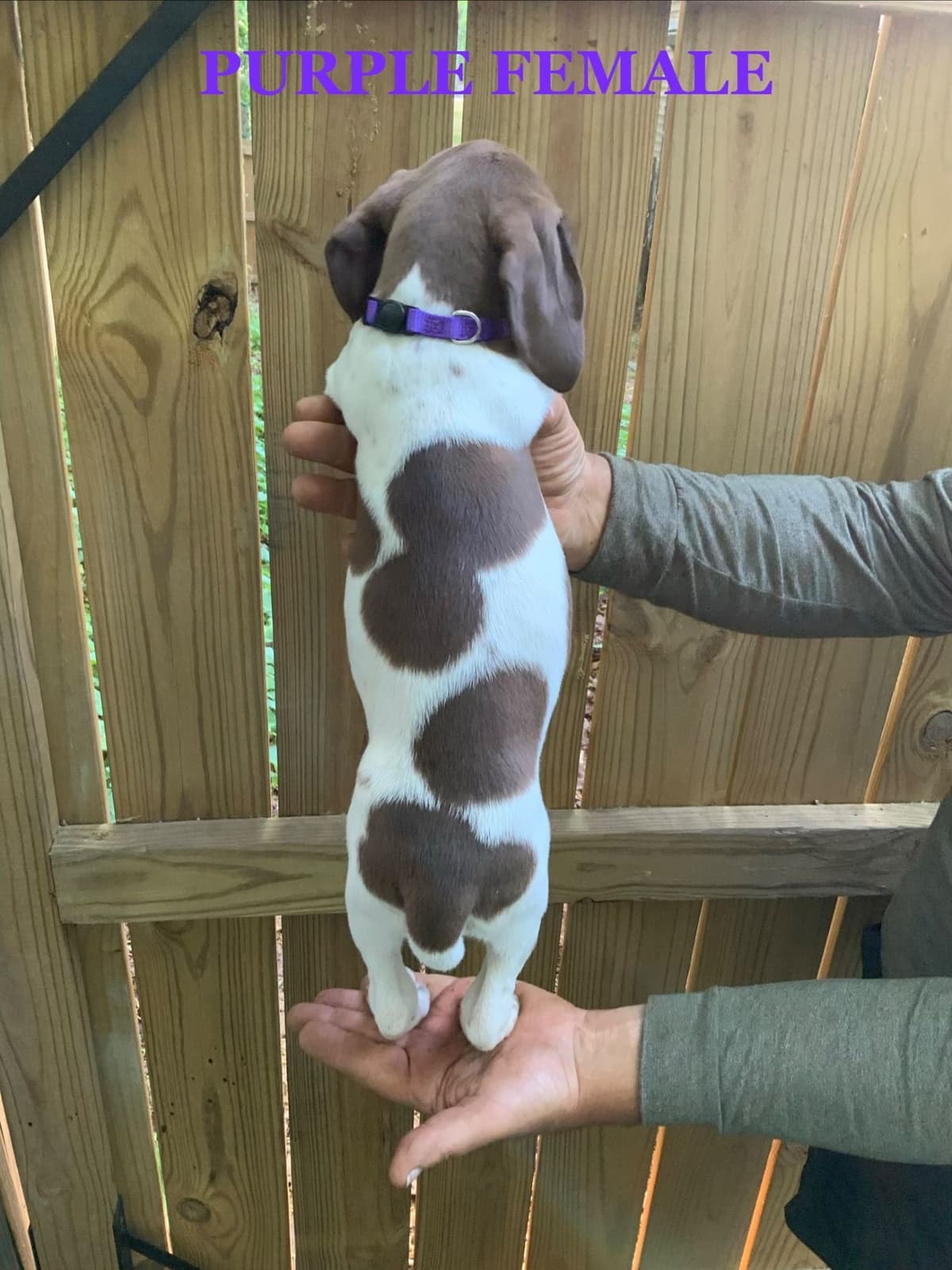 German Shorthaired Pointer Puppies breeder image 19