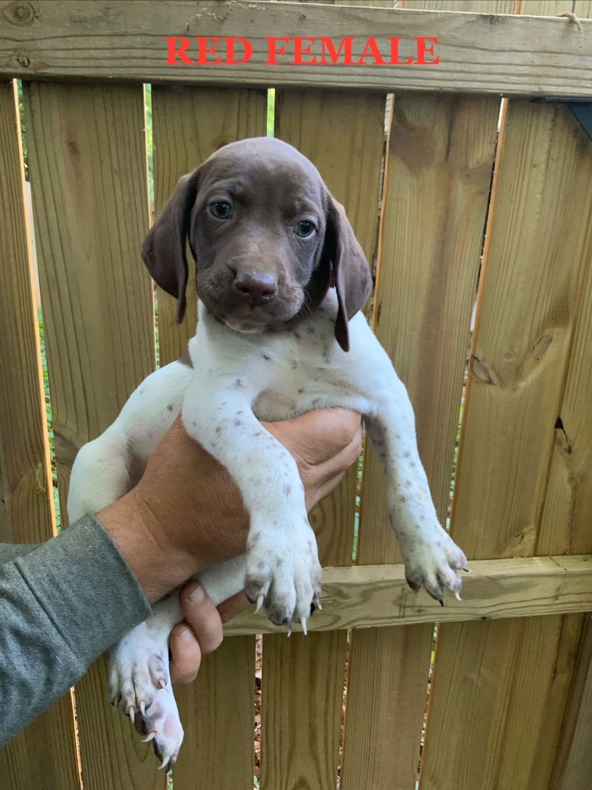 German Shorthaired Pointer Puppies breeder image 14