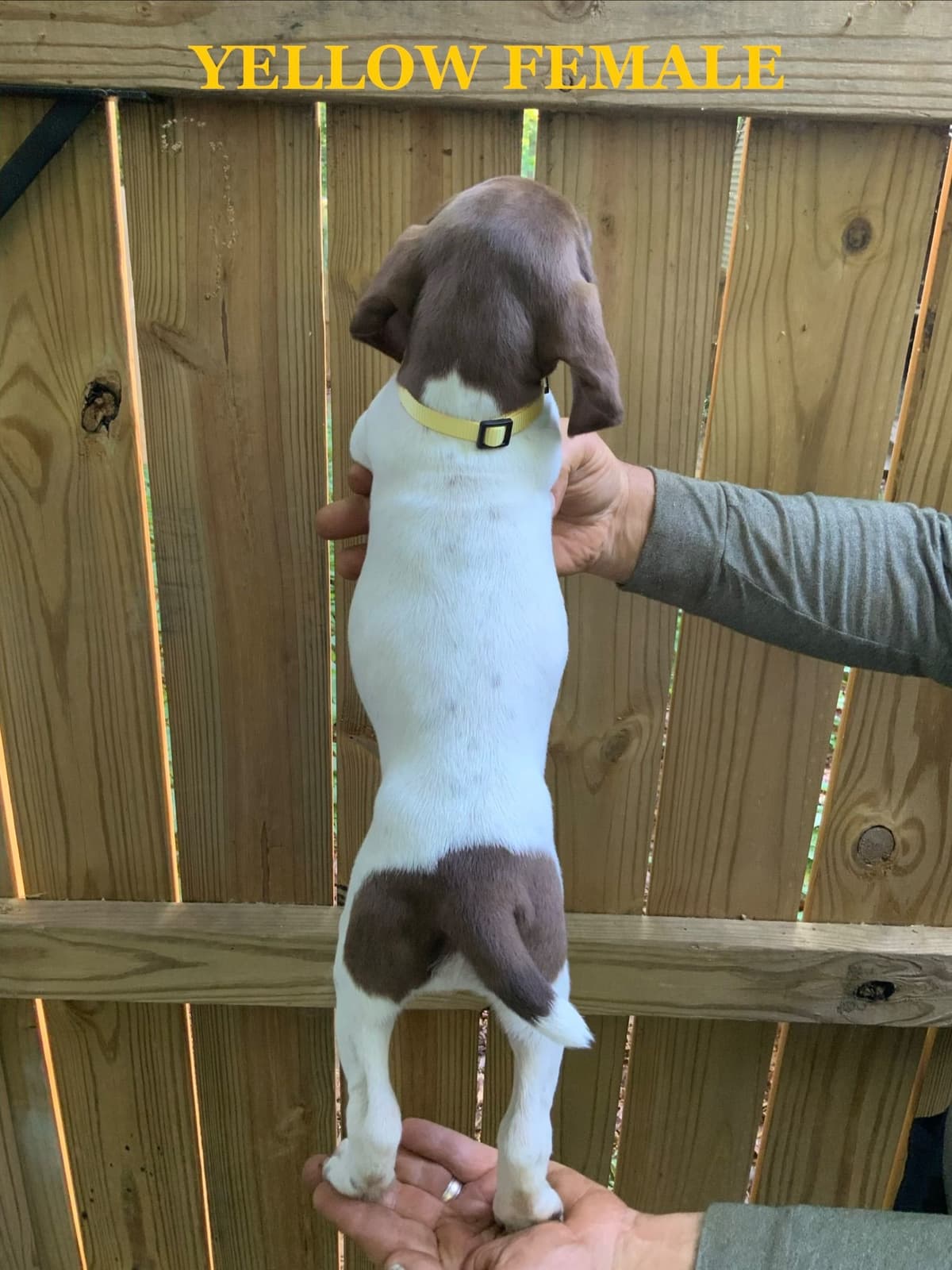 German Shorthaired Pointer Puppies breeder image 21