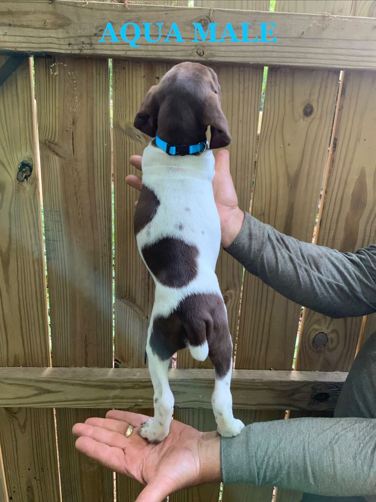 German Shorthaired Pointer Puppies breeder image 7
