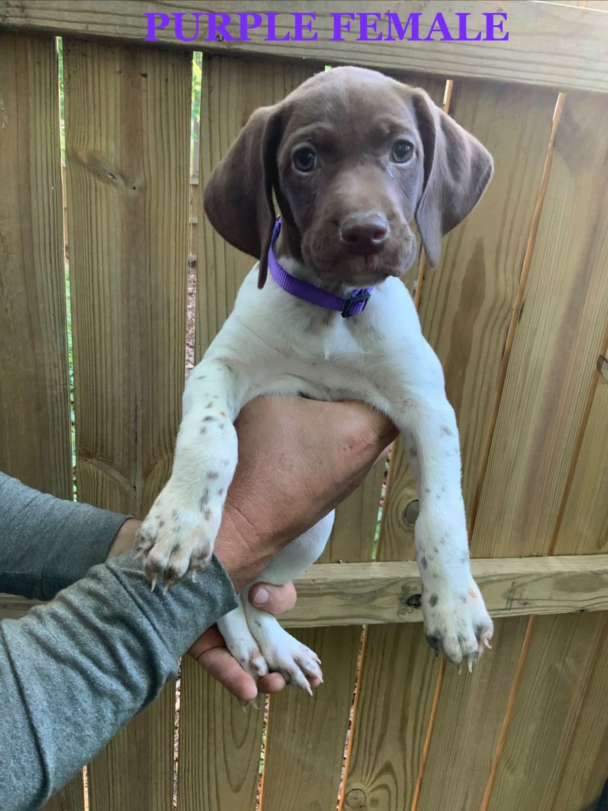 German Shorthaired Pointer Puppies breeder image 18