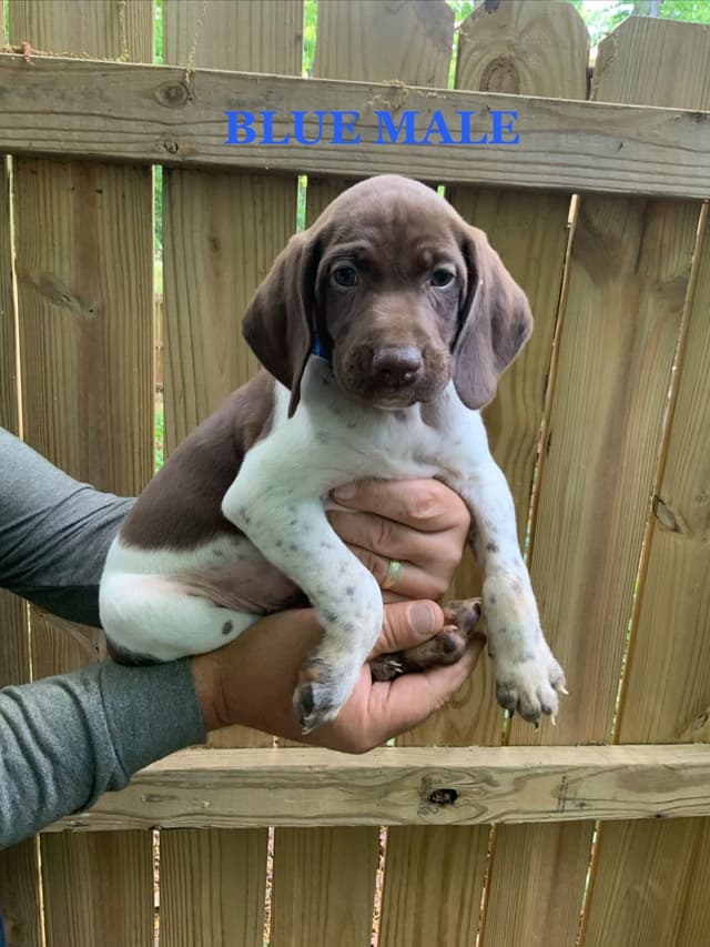 German Shorthaired Pointer Puppies media 7