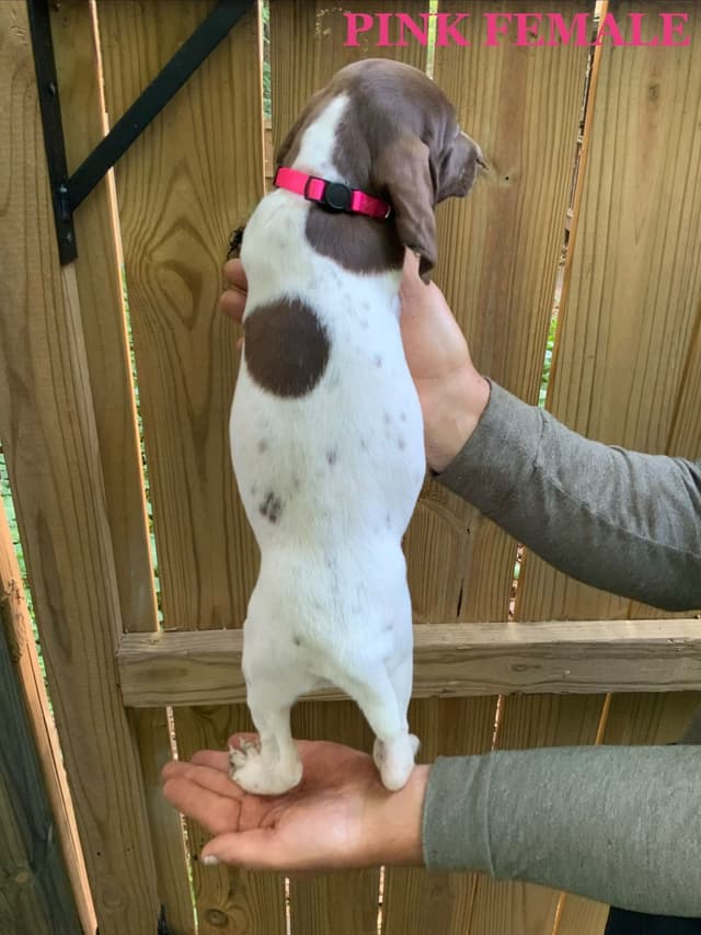 German Shorthaired Pointer Puppies media 16