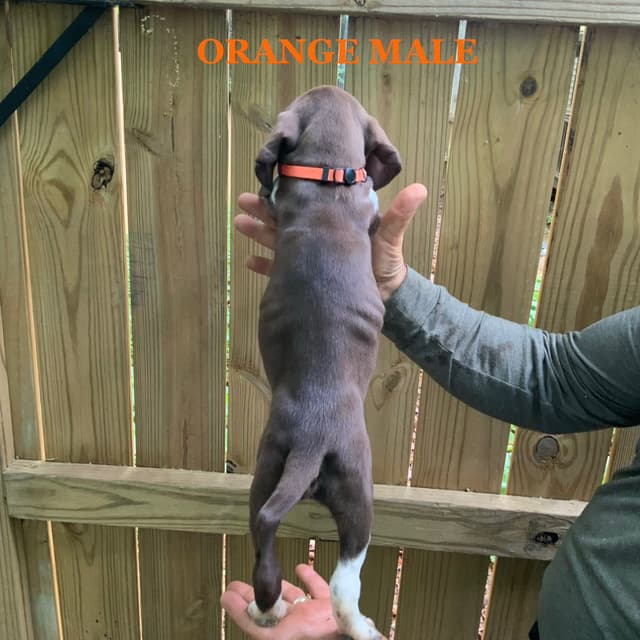 German Shorthaired Pointer Puppies media 10