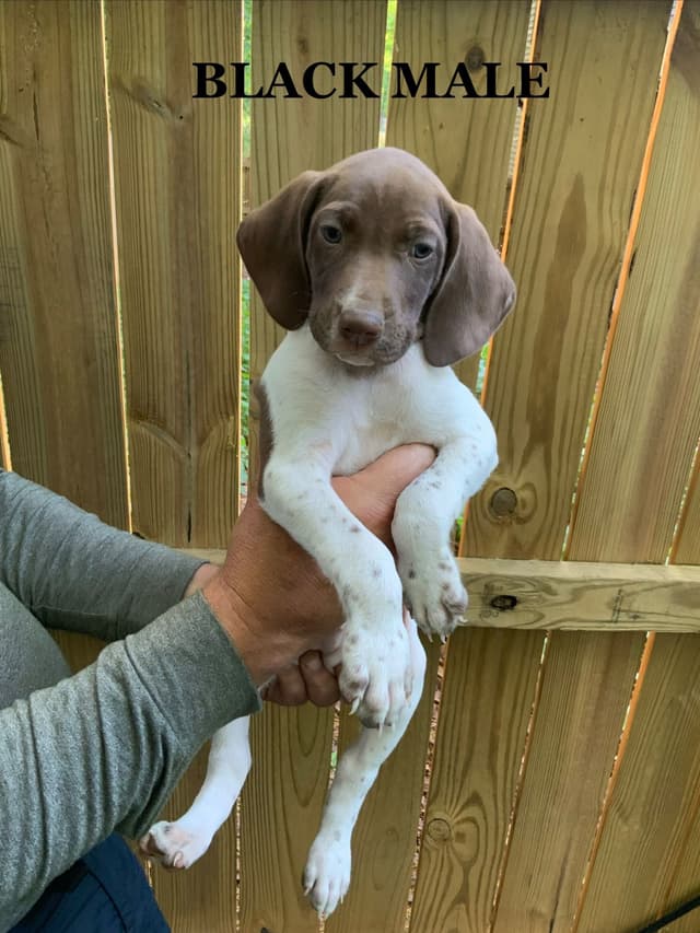 German Shorthaired Pointer Puppies media 13