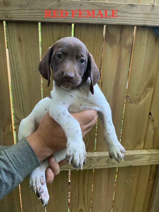 German Shorthaired Pointer Puppies media 3