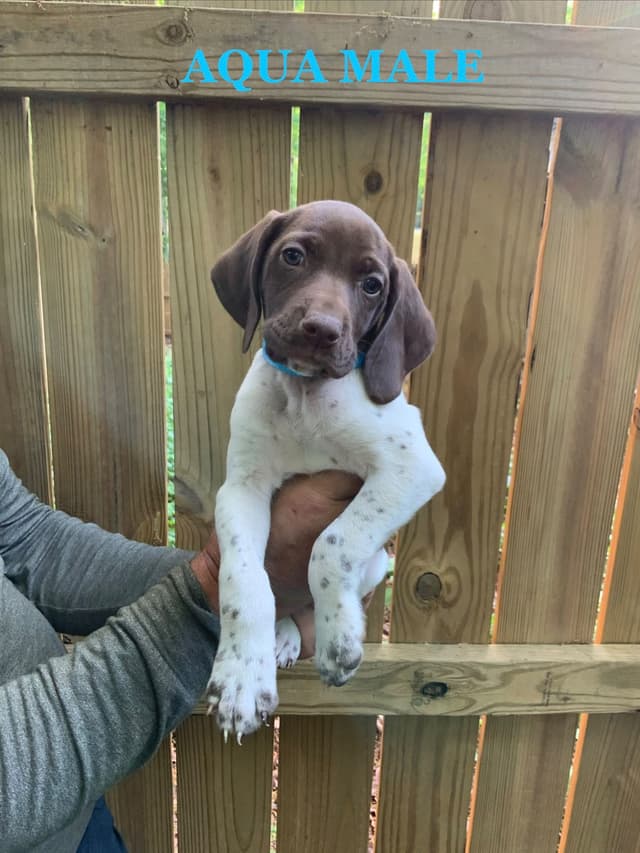German Shorthaired Pointer Puppies media 5