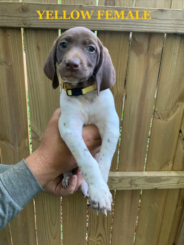 German Shorthaired Pointer Puppies media 19