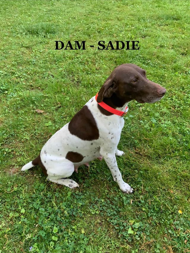 German Shorthaired Pointer Puppies media 21