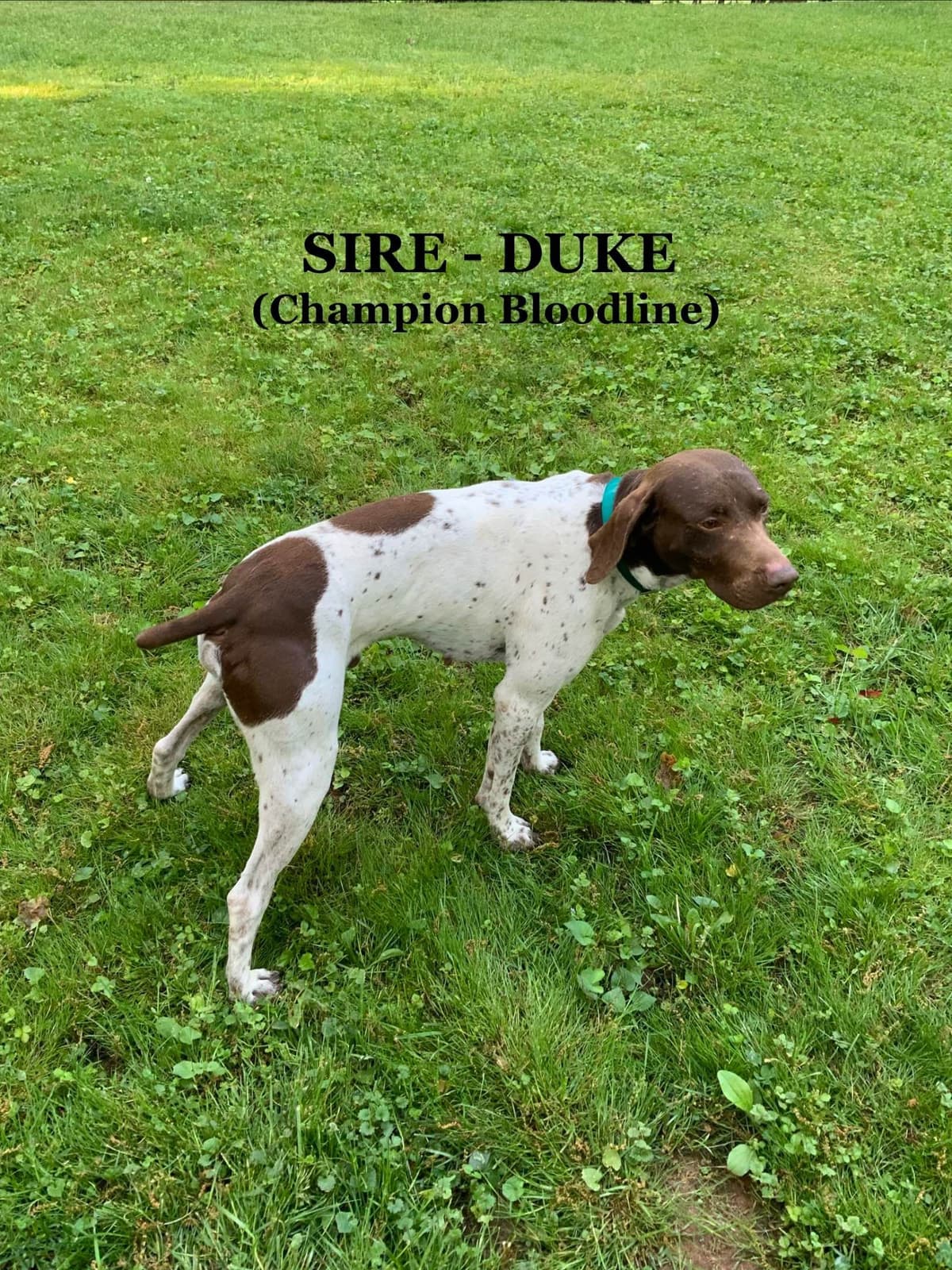 German Shorthaired Pointer Puppies breeder image 1