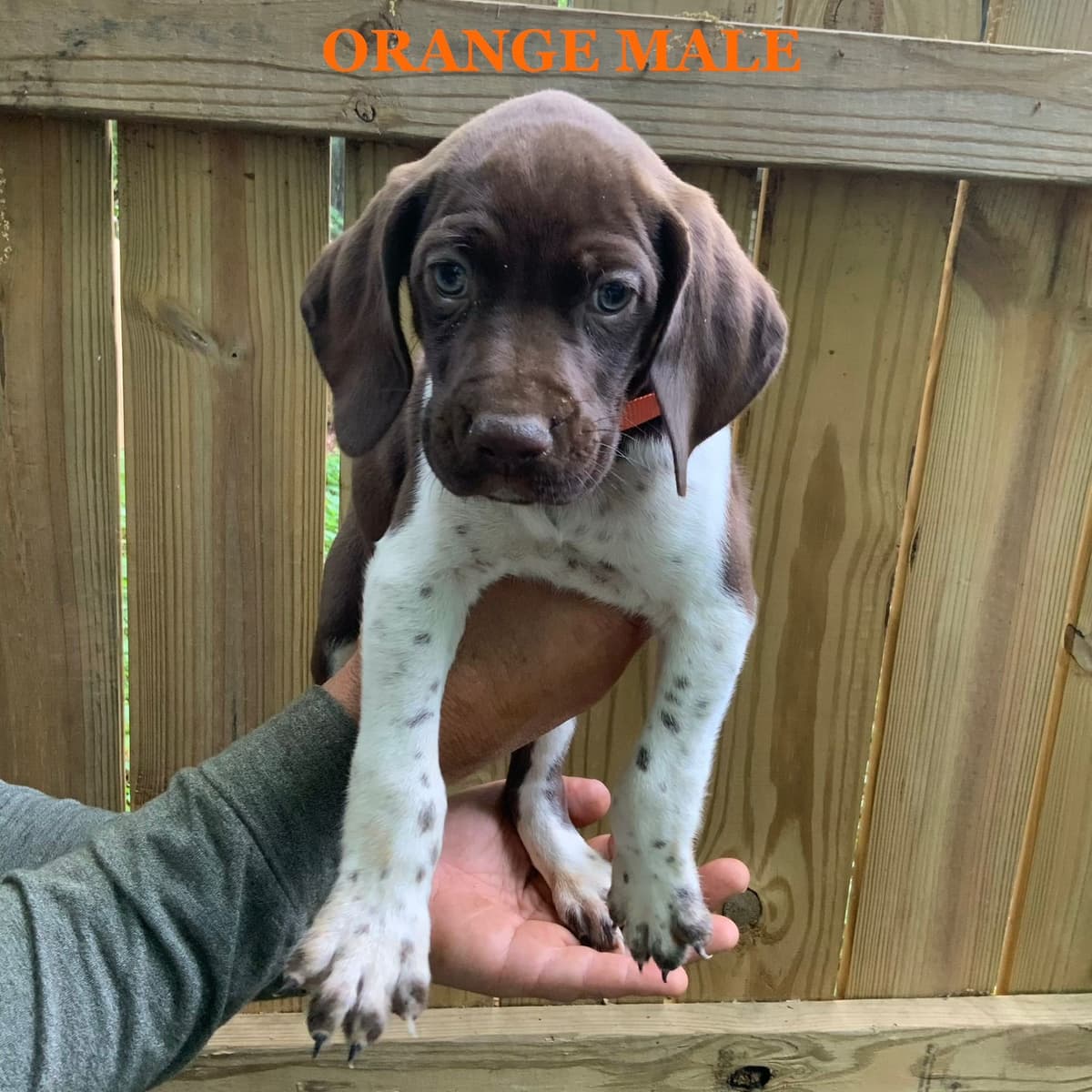 German Shorthaired Pointer Puppies breeder image 12