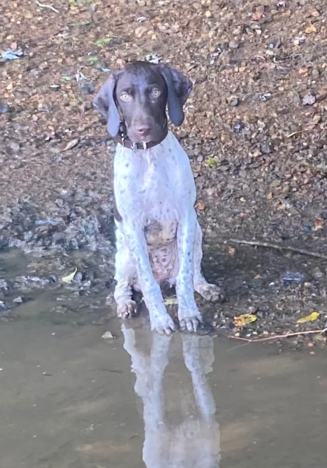 German Shorthaired Pointer Puppies media 2