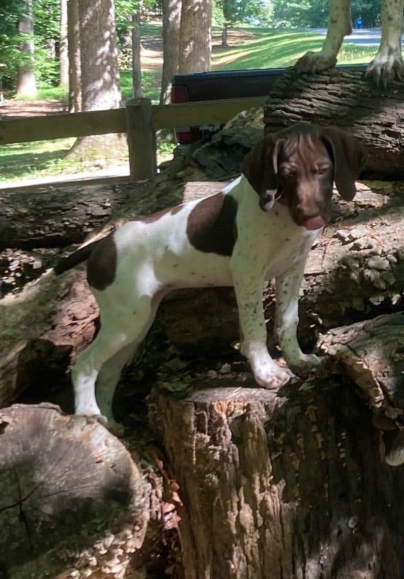 German Shorthaired Pointer Puppies media 4