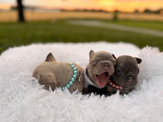 French Bulldog Puppies media 6