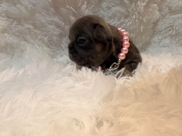 French Bulldog Puppies media 5