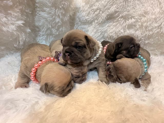 French Bulldog Puppies media 7