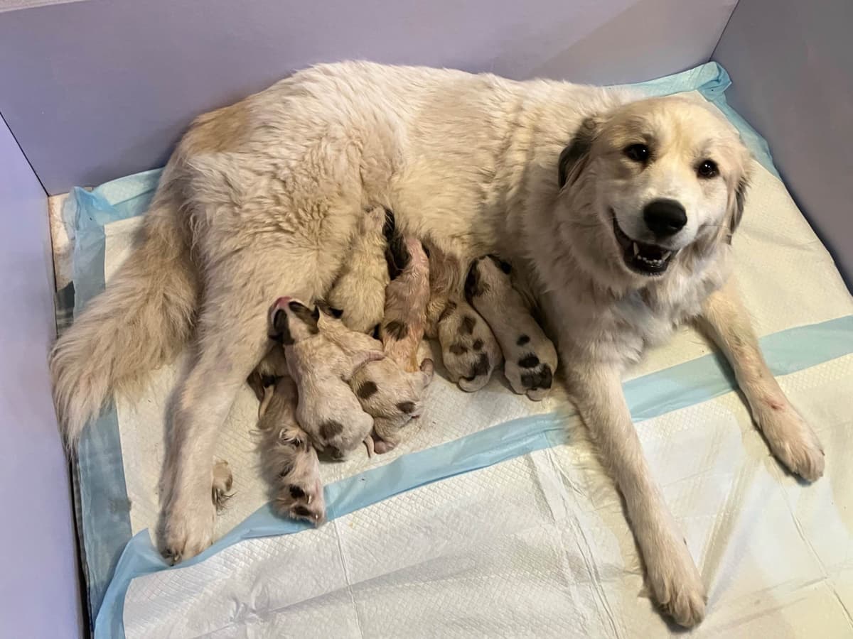 Great Pyrenees Puppies breeder image 15
