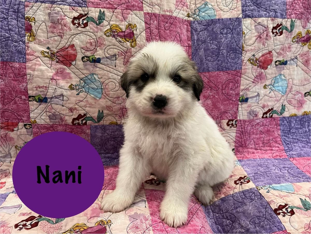 Great Pyrenees Puppies breeder image 2