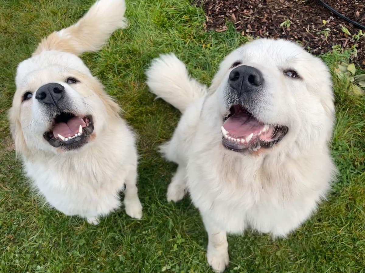 Great Pyrenees Puppies breeder image 16