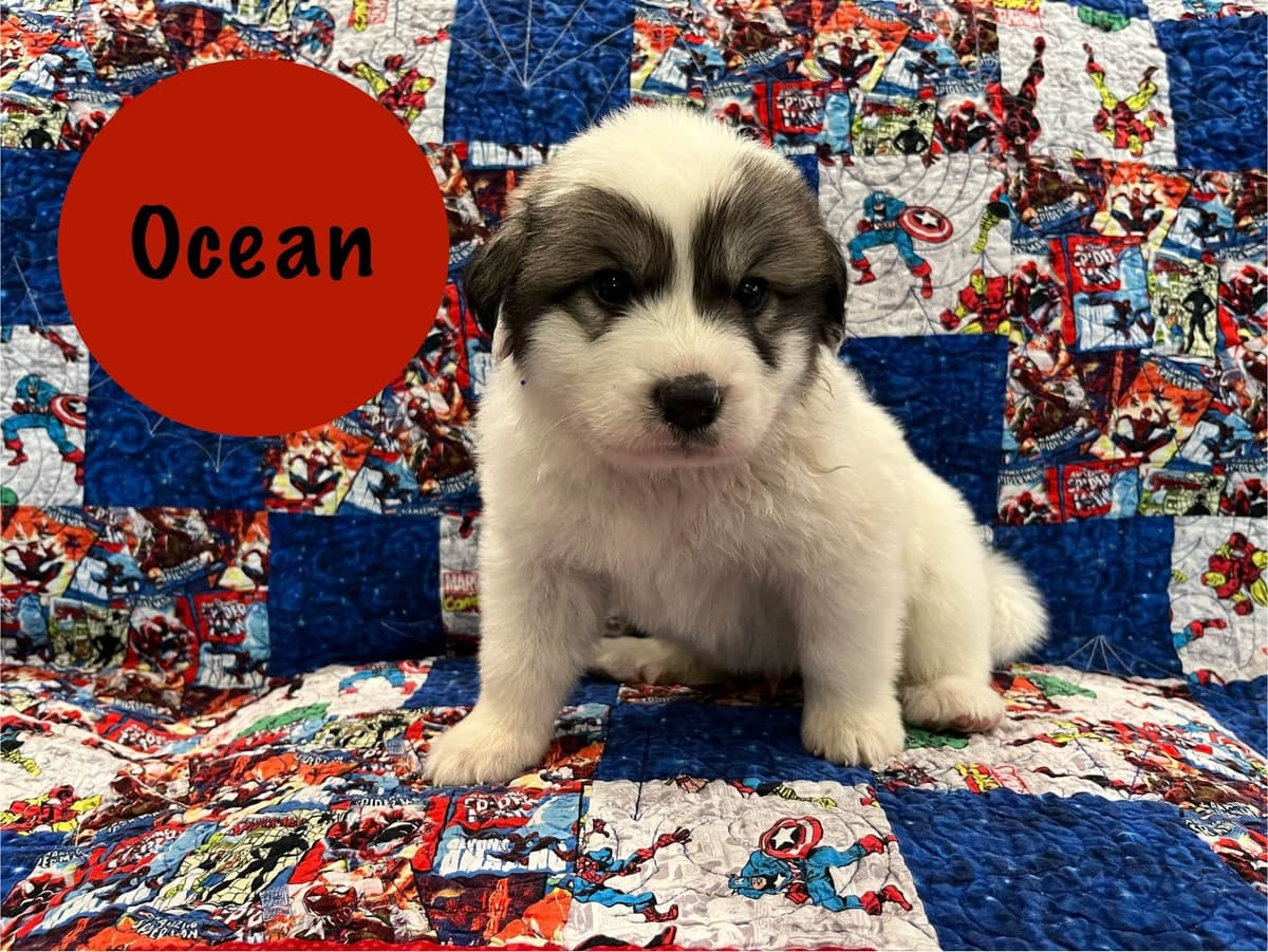 Great Pyrenees Puppies breeder image 3