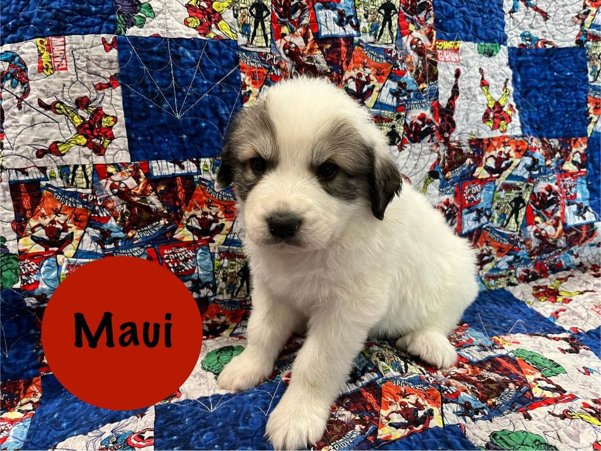 Great Pyrenees Puppies breeder image 4