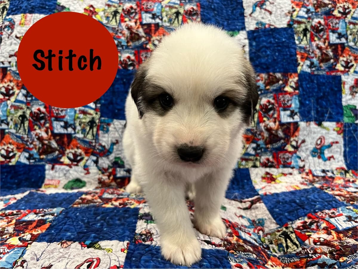 Great Pyrenees Puppies breeder image 5