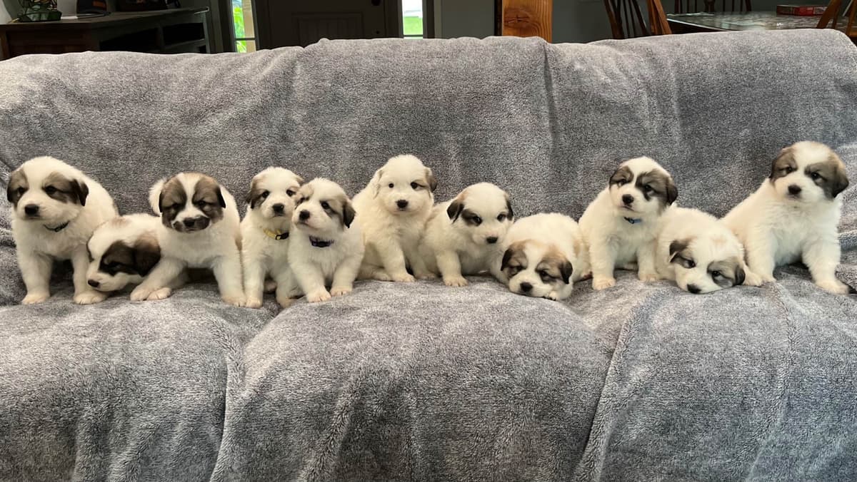 Great Pyrenees Puppies breeder image 1