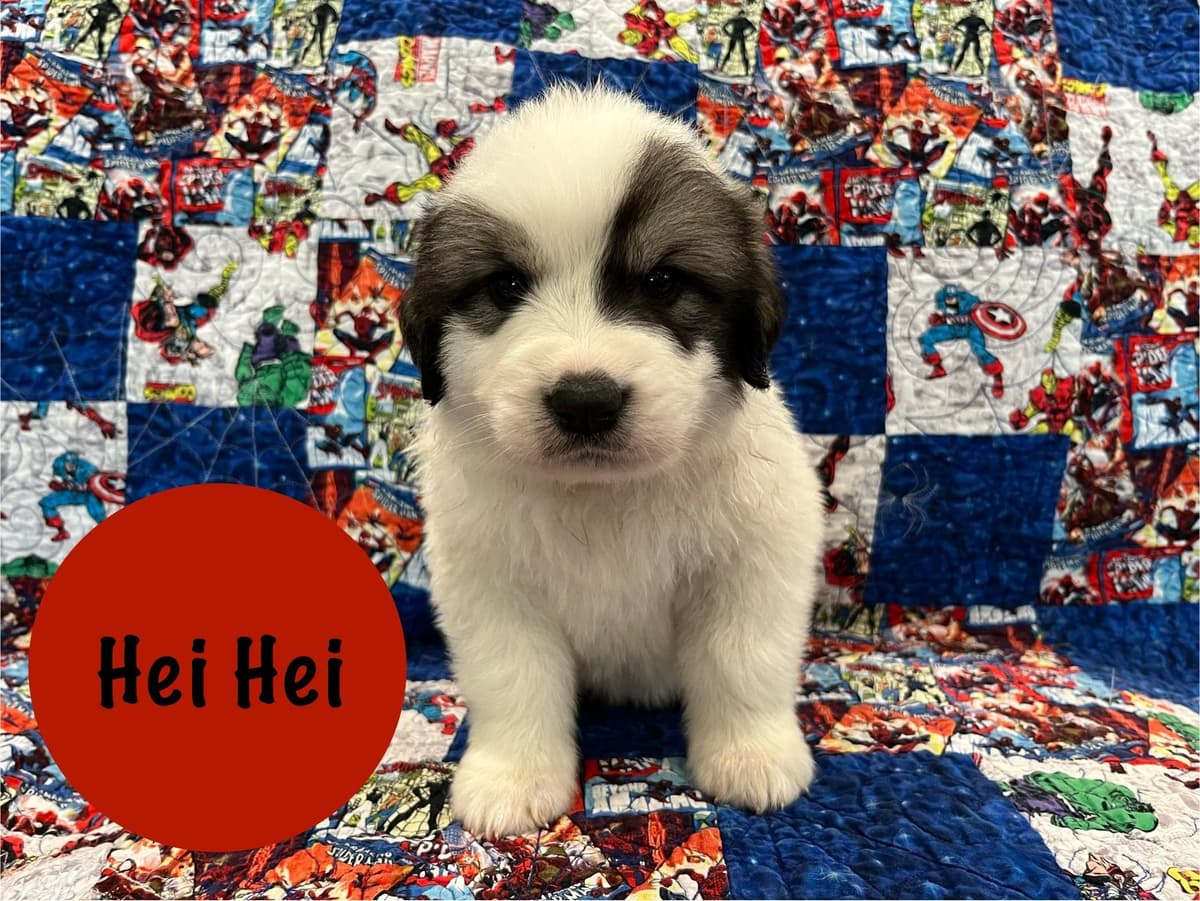 Great Pyrenees Puppies breeder image 6