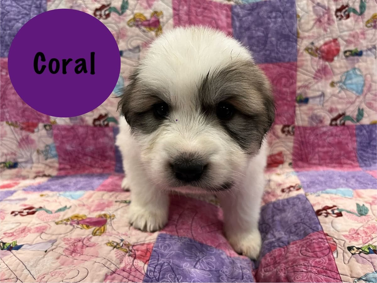 Great Pyrenees Puppies breeder image 7