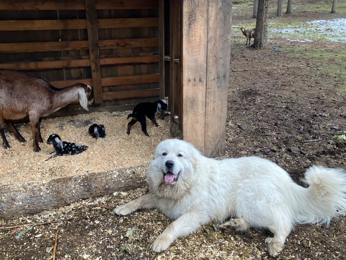 Great Pyrenees Puppies breeder image 13