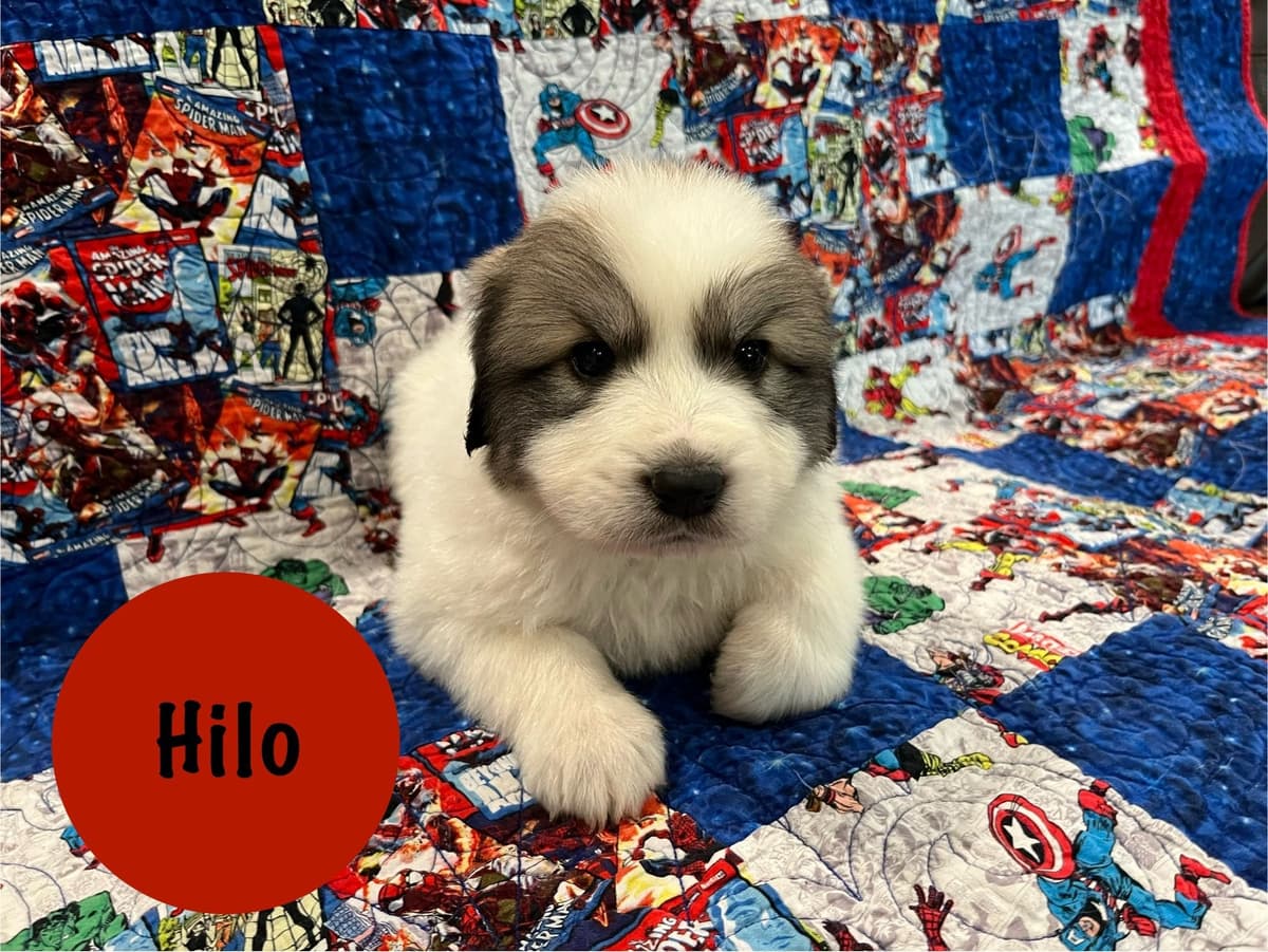 Great Pyrenees Puppies breeder image 8