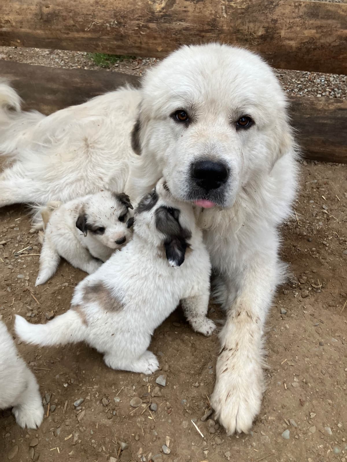 Great Pyrenees Puppies breeder image 14