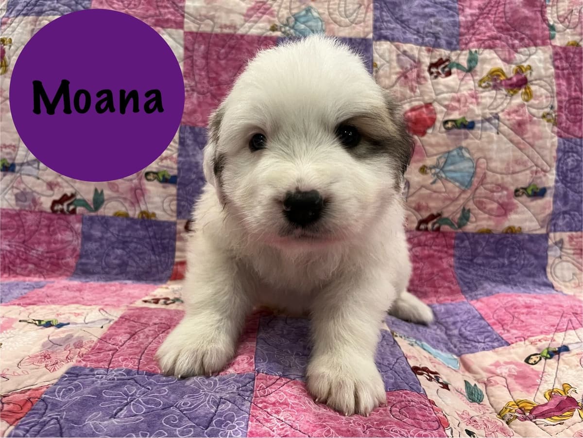 Great Pyrenees Puppies breeder image 10