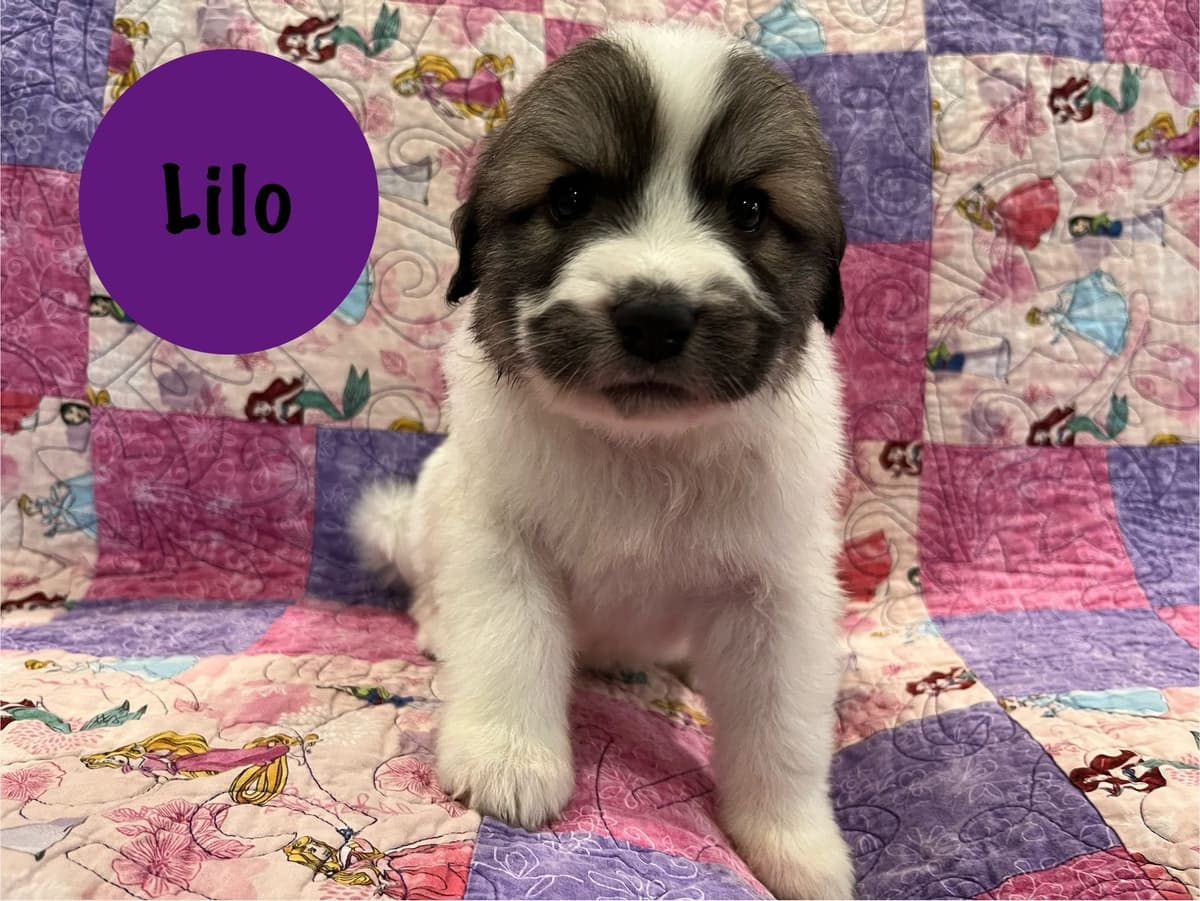 Great Pyrenees Puppies breeder image 9