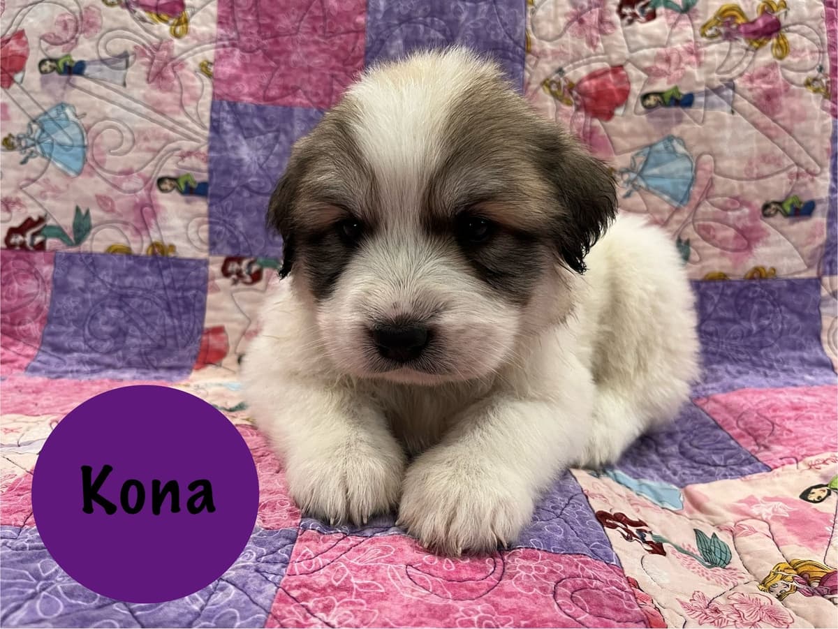 Great Pyrenees Puppies breeder image 11