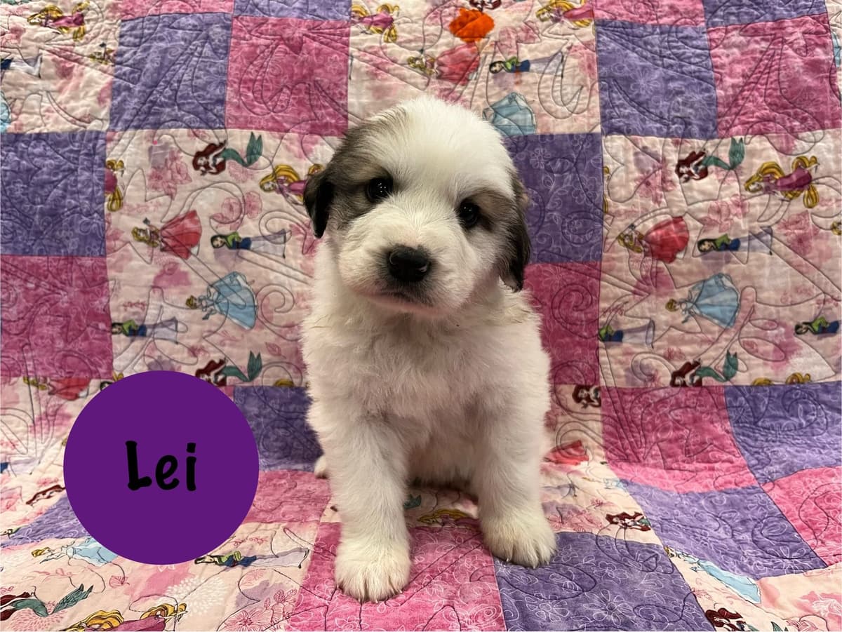 Great Pyrenees Puppies breeder image 12