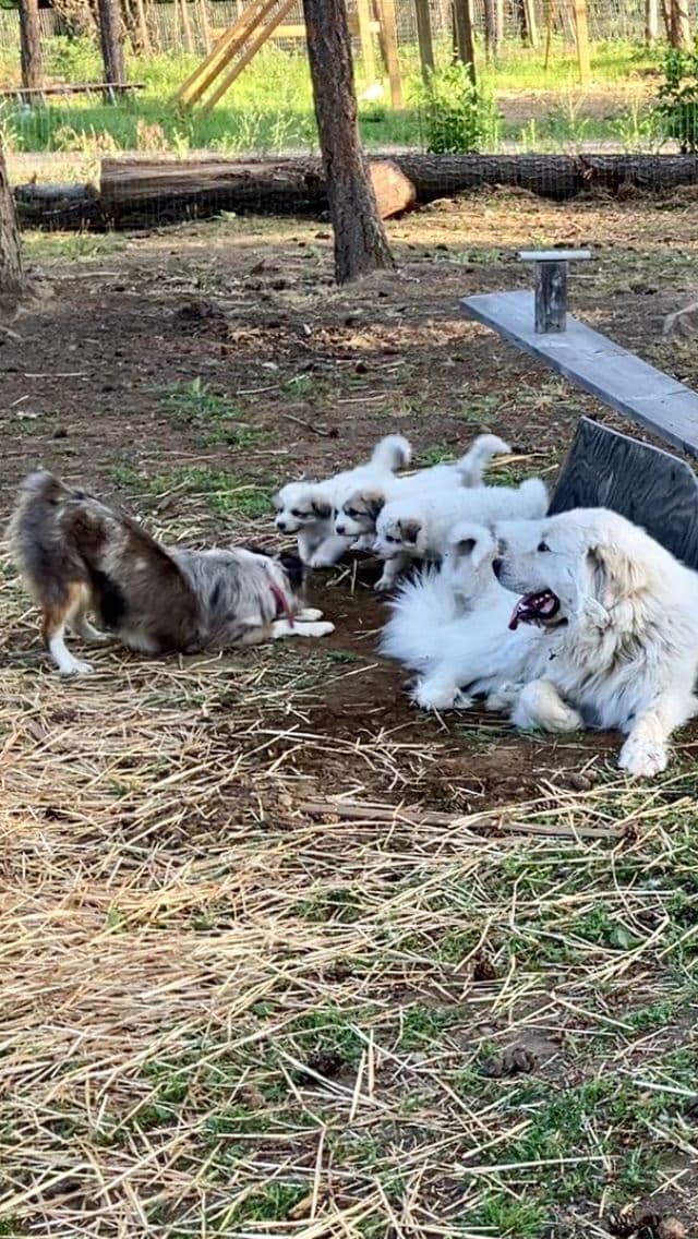 Great Pyrenees Puppies breeder image 18
