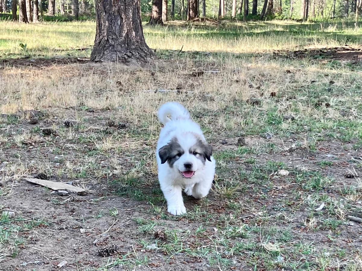 Great Pyrenees Puppies breeder image 19