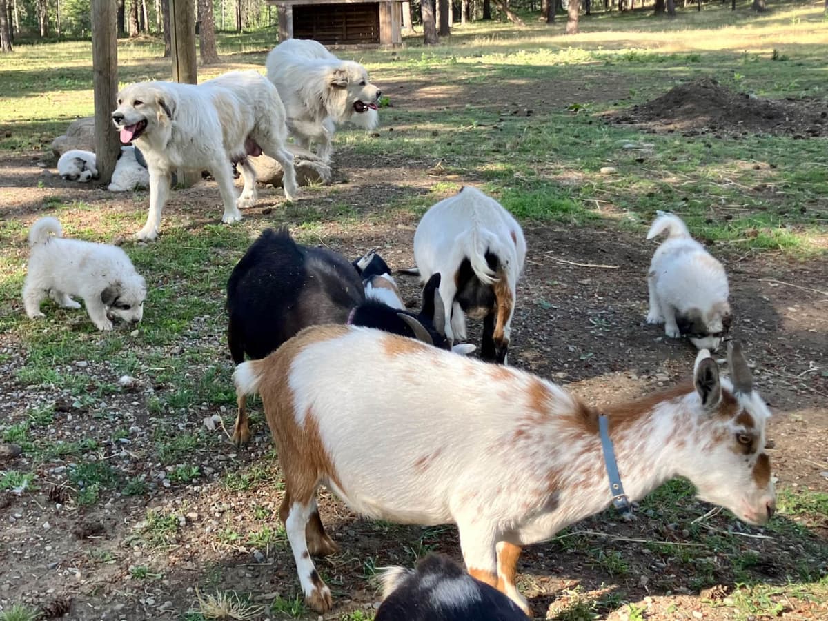 Great Pyrenees Puppies breeder image 20