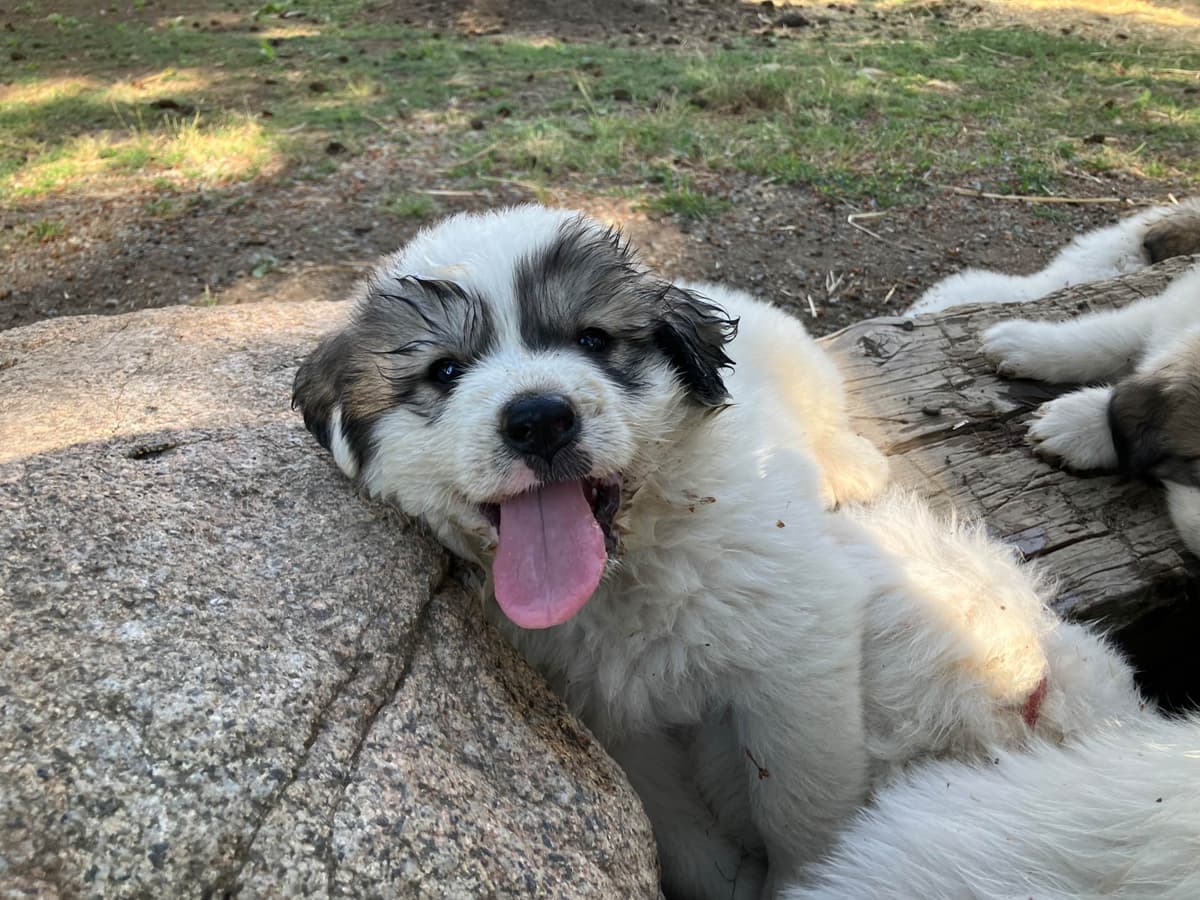 Great Pyrenees Puppies breeder image 22