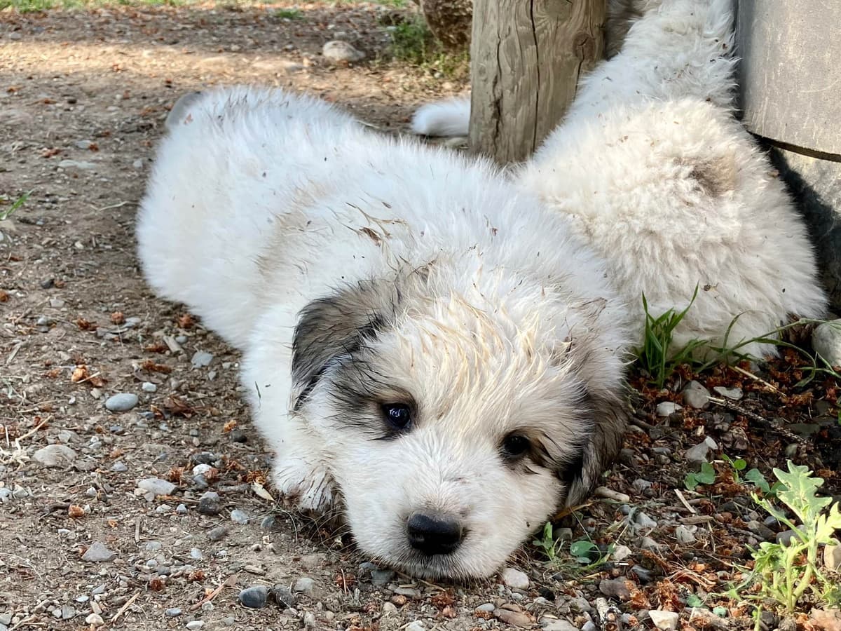 Great Pyrenees Puppies breeder image 23