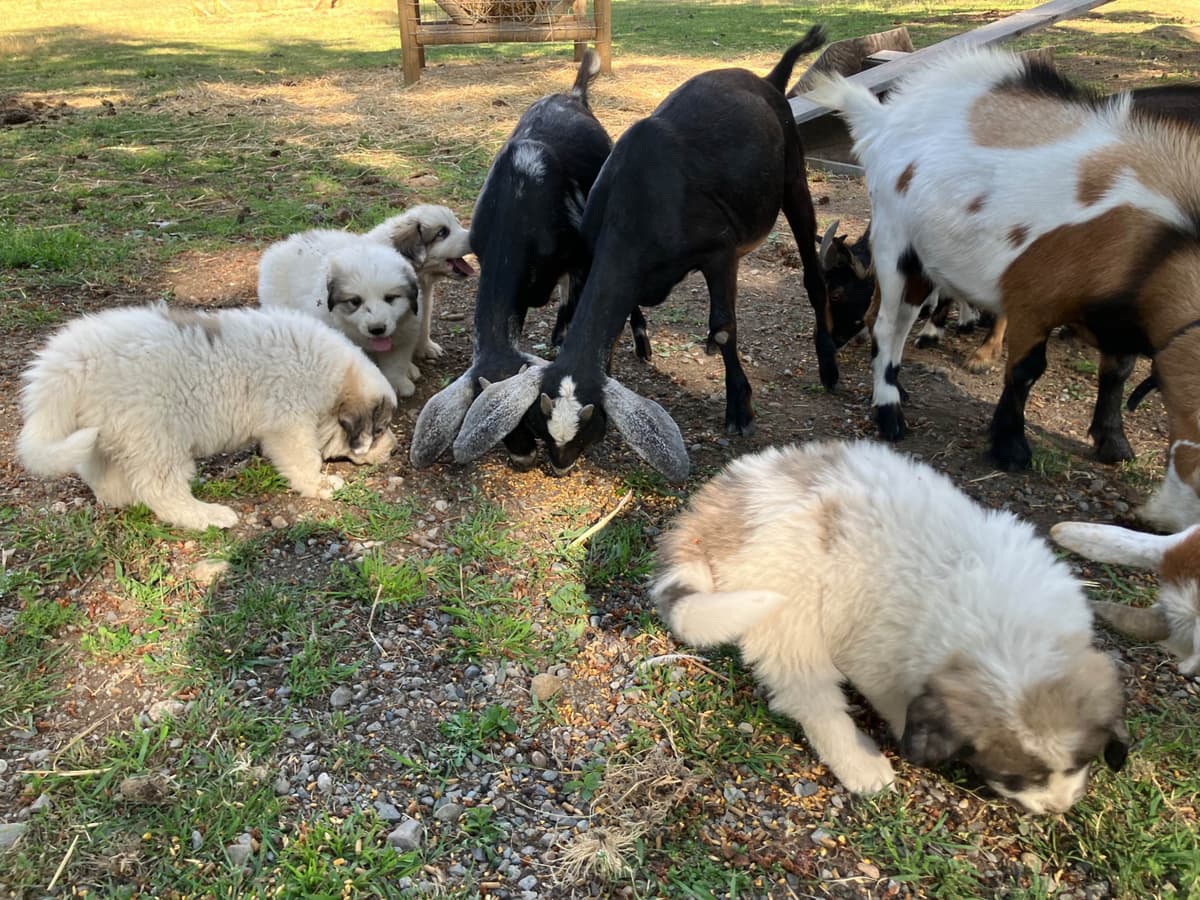Great Pyrenees Puppies breeder image 24
