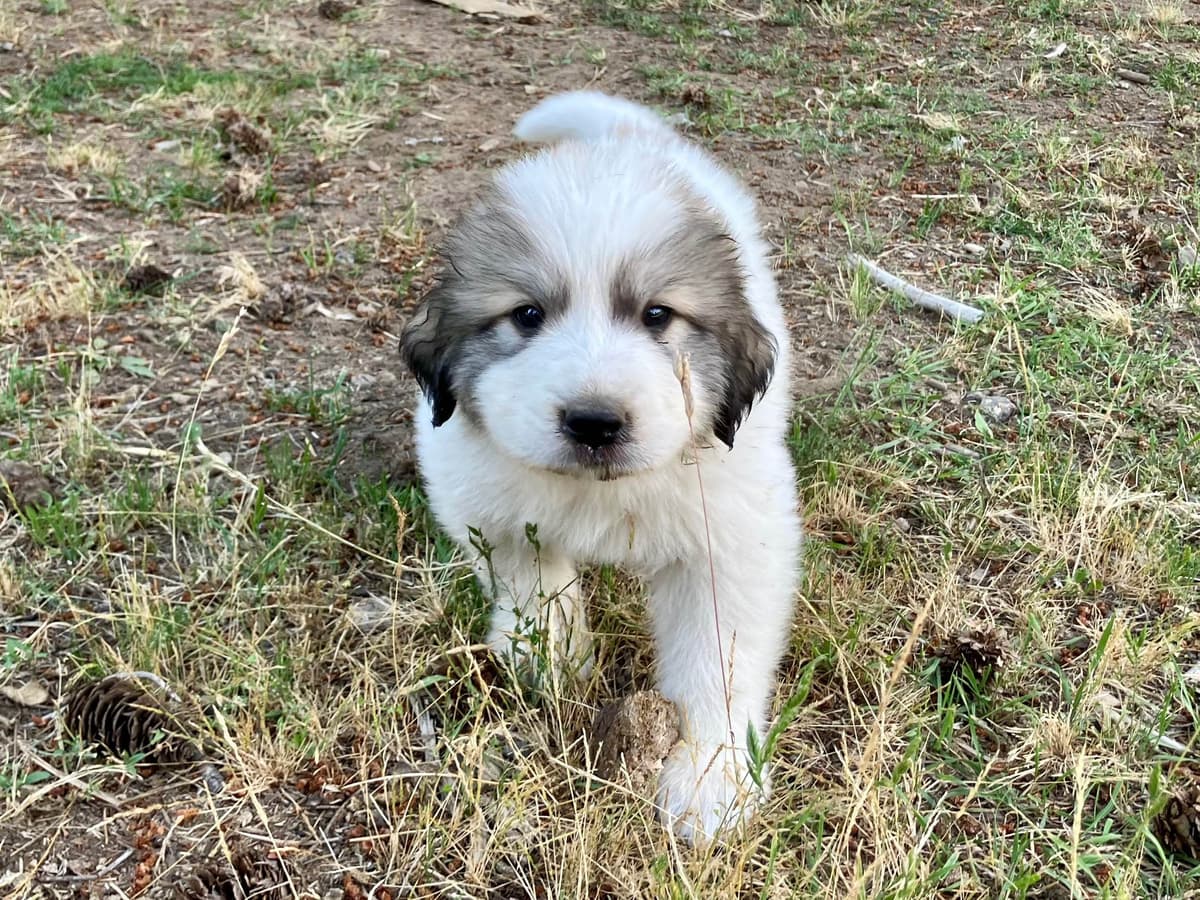 Great Pyrenees Puppies breeder image 25