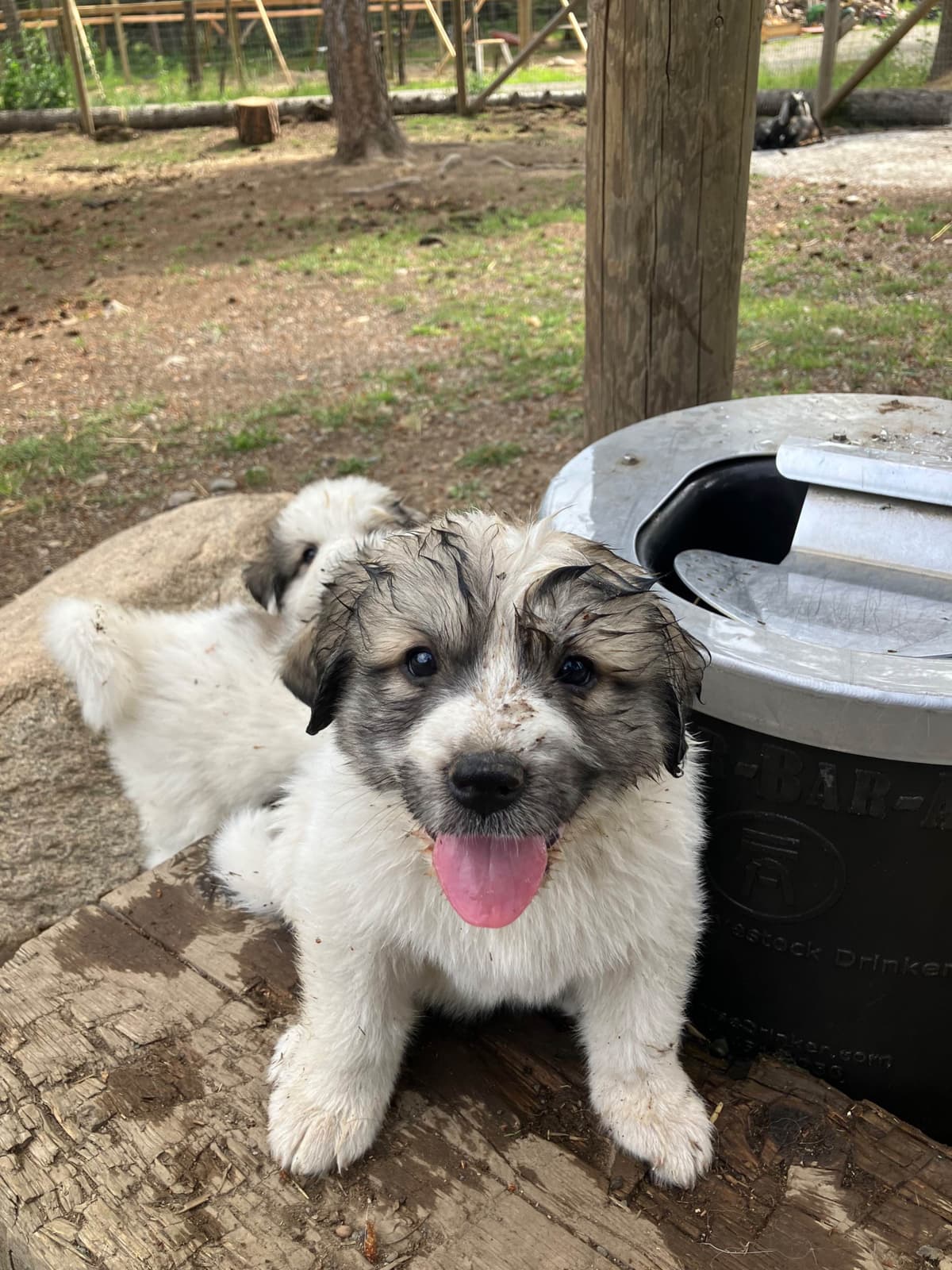 Great Pyrenees Puppies breeder image 26