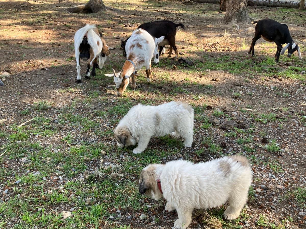 Great Pyrenees Puppies breeder image 28