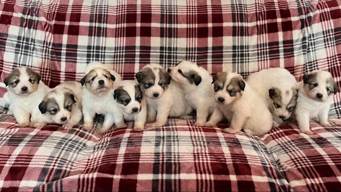 Great Pyrenees Puppies breeder image 27