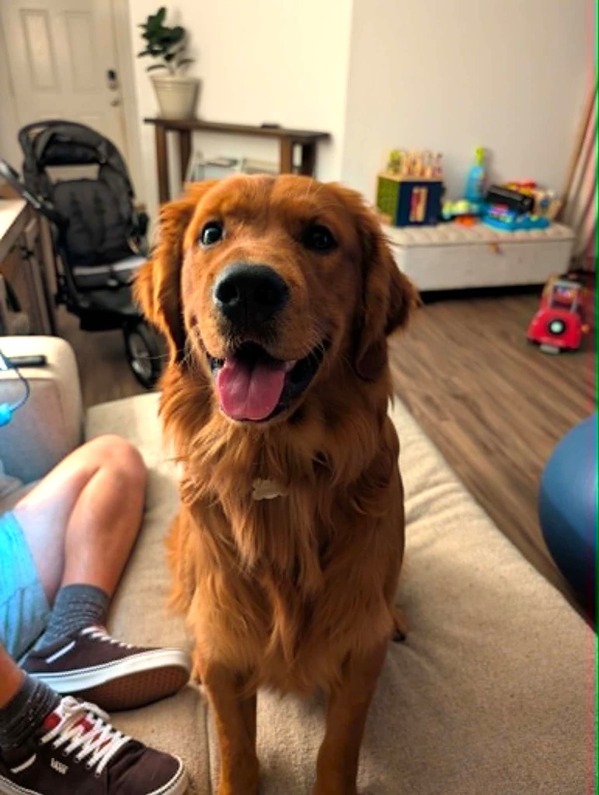 Golden Retriever Puppies breeder image 2